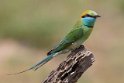 Green Bee-eater-9138